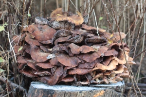 Fungus on a stump